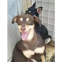 Foto dell\'animale cane - Matr. 2019/1092 - Microchip 380260043686504