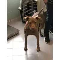 Foto dell\'animale cane - Matr. 2019/1098 - Microchip 380260100536098
