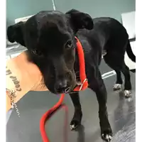 Foto dell\'animale cane - Matr. 2019/1100 - Microchip 380260043680915