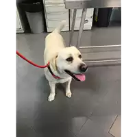 Foto dell\'animale cane - Matr. 2019/1101 - Microchip 380260100196861