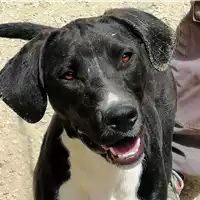 Foto dell\'animale cane - Matr. 2019/1106 - Microchip 380260043687170