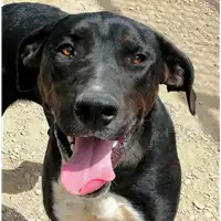 Foto dell\'animale cane - Matr. 2019/1105 - Microchip 380260043680487