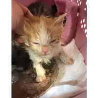 Foto dell\'animale gatto - Matr. 2019/1115 - Microchip 380260043854210