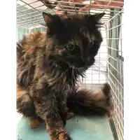 Foto dell\'animale gatto - Matr. 2019/1114 - Microchip 380260043642618