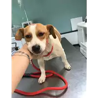 Foto dell\'animale cane - Matr. 2019/1118 - Microchip 380260043642668