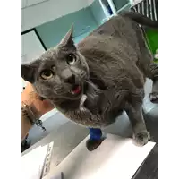 Foto dell\'animale gatto - Matr. 2019/1123 - Microchip 380260043680591