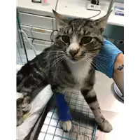 gatto - Matr. 2019/1121 - Microchip 380260043642500