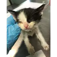 Foto dell\'animale gatto - Matr. 2019/1126 - Microchip 380260043680473