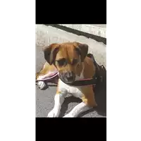 Foto dell\'animale cane - Matr. 2019/1128 - Microchip 380260043523810