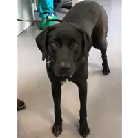 Foto dell\'animale cane - Matr. 2019/1129 - Microchip 380260043642456