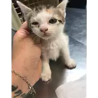 Foto dell\'animale gatto - Matr. 2019/1138 - Microchip 380260043684263