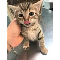 Foto dell\'animale gatto - Matr. 2019/1136 - Microchip 380260043684060