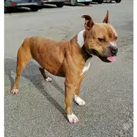 Foto dell\'animale cane - Matr. 2019/1142 - Microchip 380260043680650