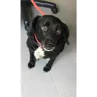 Foto dell\'animale cane - Matr. 2019/1144 - Microchip 380260000903998