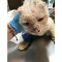 Foto dell\'animale gatto - Matr. 2019/1145 - Microchip 380260043681285
