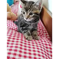 Foto dell\'animale gatto - Matr. 2019/1150 - Microchip 380260043681345