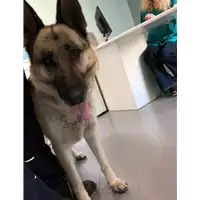 Foto dell\'animale cane - Matr. 2019/1151 - Microchip 380260002300447