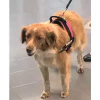 Foto dell\'animale cane - Matr. 2019/1161 - Microchip 981100000776545