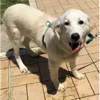 Foto dell\'animale cane - Matr. 2019/1149 - Microchip 380260043770410