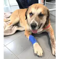 Foto dell\'animale cane - Matr. 2019/1165 - Microchip 380260002027690