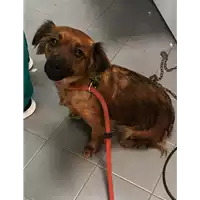 Foto dell\'animale cane - Matr. 2019/1168 - Microchip 380260043680912