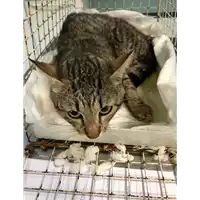 Foto dell\'animale gatto - Matr. 2019/1166 - Microchip 380260043686718