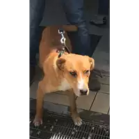 Foto dell\'animale cane - Matr. 2019/1176 - Microchip 380260043680948