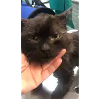 Foto dell\'animale gatto - Matr. 2019/1177 - Microchip 380260043687370