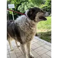 Foto dell\'animale cane - Matr. 2019/1178 - Microchip 380260043681275