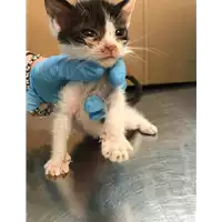 Foto dell\'animale gatto - Matr. 2019/1170 - Microchip 380260043686681