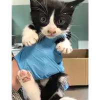 Foto dell\'animale gatto - Matr. 2019/1171 - Microchip 380260043680750