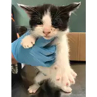 Foto dell\'animale gatto - Matr. 2019/1172 - Microchip 380260043680691