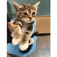 Foto dell\'animale gatto - Matr. 2019/1173 - Microchip 380260043686506