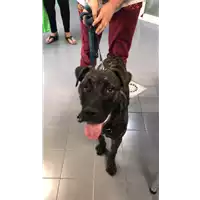 Foto dell\'animale cane - Matr. 2019/1183 - Microchip 380260101309813