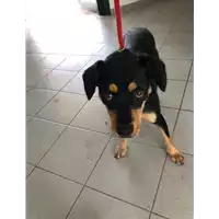Foto dell\'animale cane - Matr. 2019/1186 - Microchip 380260043681363
