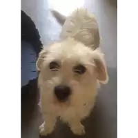 Foto dell\'animale cane - Matr. 2019/0516 - Microchip 380260043843584