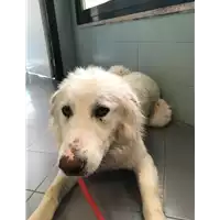 Foto dell\'animale cane - Matr. 2019/1187 - Microchip 380260043681240