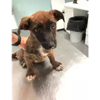 Foto dell\'animale cane - Matr. 2019/1188 - Microchip 380260043680892