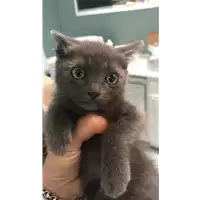 Foto dell\'animale gatto - Matr. 2019/1193 - Microchip 380260043687298