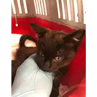 Foto dell\'animale gatto - Matr. 2019/1196 - Microchip 380260043680709