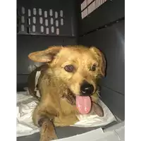 Foto dell\'animale cane - Matr. 2019/1204 - Microchip 380260043636290