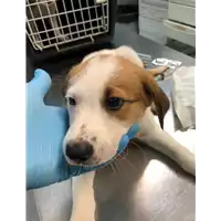 Foto dell\'animale cane - Matr. 2019/1199 - Microchip 380260043680887