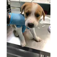 Foto dell\'animale cane - Matr. 2019/1200 - Microchip 380260043681280