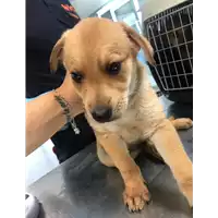 Foto dell\'animale cane - Matr. 2019/1201 - Microchip 380260043686950