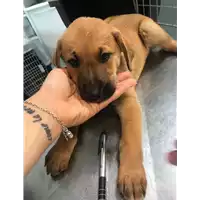 Foto dell\'animale cane - Matr. 2019/1202 - Microchip 380260043686490