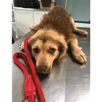 Foto dell\'animale cane - Matr. 2019/1203 - Microchip 380260043635493