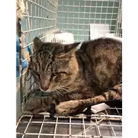 Foto dell\'animale gatto - Matr. 2019/1058 - Microchip 380260004368098