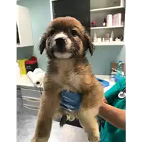 Foto dell\'animale cane - Matr. 2019/1212 - Microchip 380260043680758