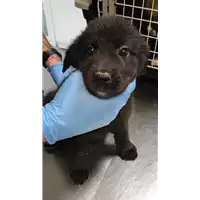 Foto dell\'animale cane - Matr. 2019/1213 - Microchip 380260043681176