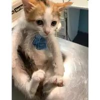 Foto dell\'animale gatto - Matr. 2019/1207 - Microchip 380260043686651